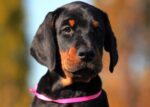 Zoey - Black And Tan Doberman Puppy For Sale