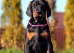 Zoey - Black And Tan Doberman Puppy For Sale