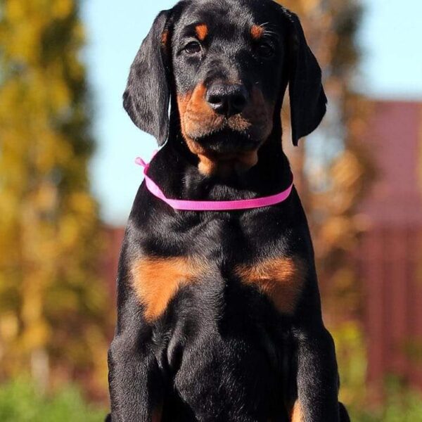 Zoey - Black And Tan Doberman Puppy For Sale