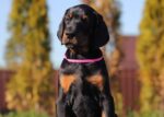 Zoey - Black And Tan Doberman Puppy For Sale