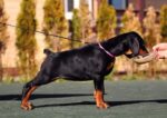 Zoey - Black And Tan Doberman Puppy For Sale