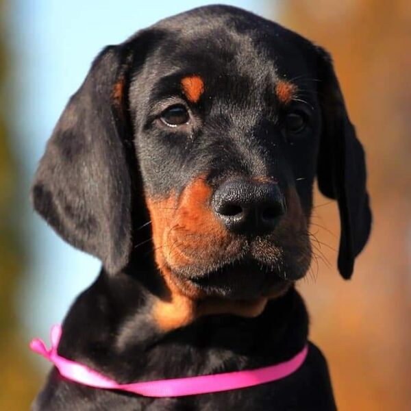 Zoey - Black And Tan Doberman Puppy For Sale