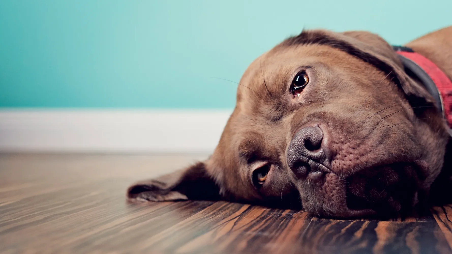 What Not to Say When Someone Loses a Pet: Phrases to Avoid & Comforting Alternatives