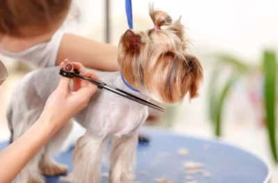 The Hidden Hazards: Why Shaving Your Pet Might Be a Problem
